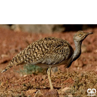 گونه هوبره Macqueenii Bustard